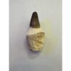 Mosasaurus tooth with root, great 2 7/8 inch fossil Prehistoric Online