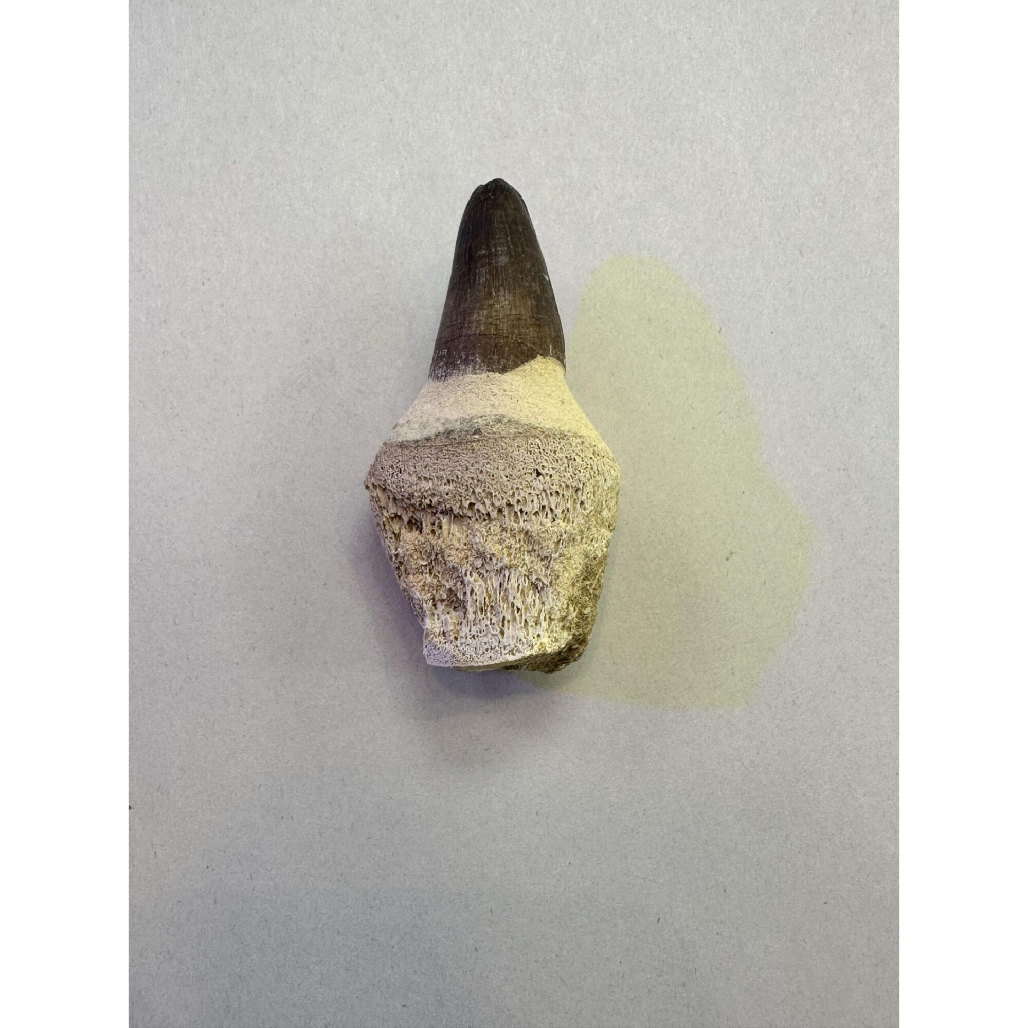 Mosasaurus tooth with root, great 2 7/8 inch fossil Prehistoric Online