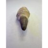 Mosasaurus tooth with root, great 2 7/8 inch fossil Prehistoric Online