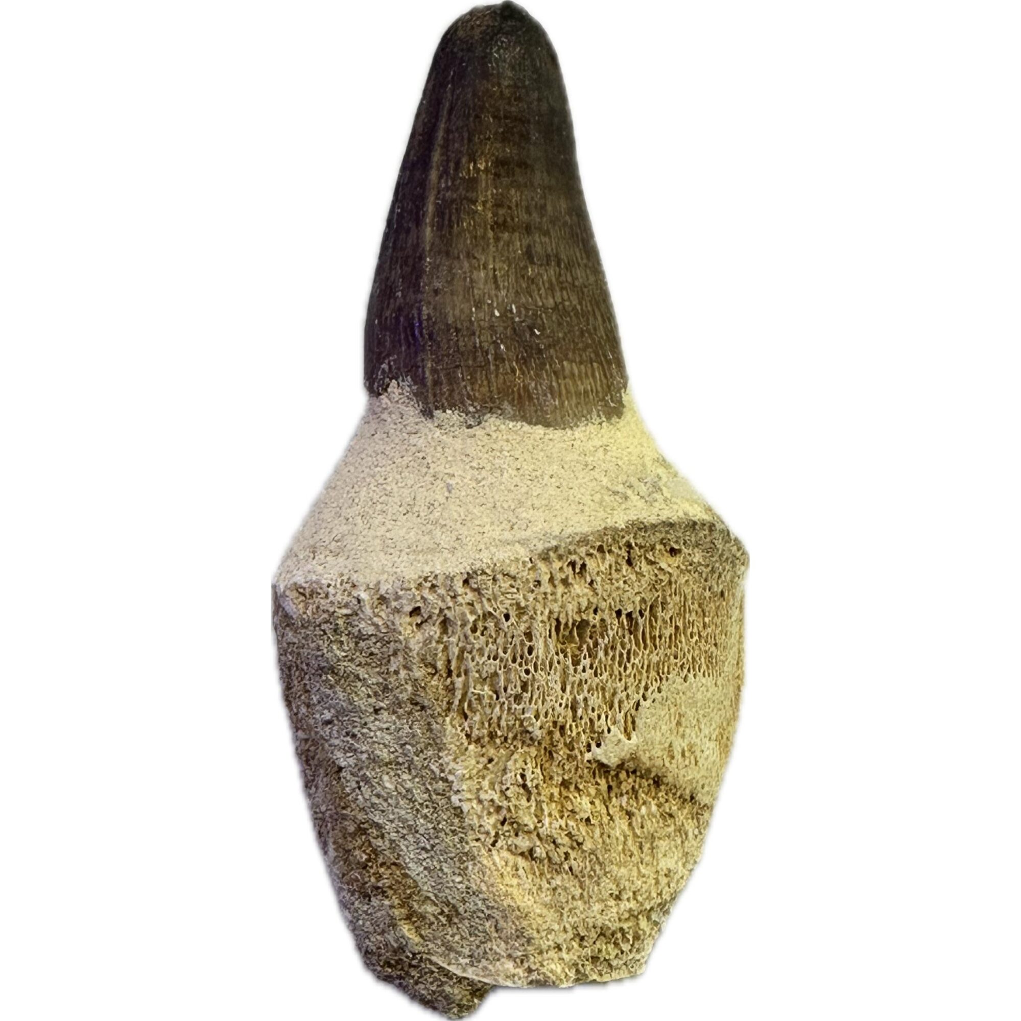 Mosasaurus tooth with root, great 2 7/8 inch fossil Prehistoric Online