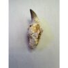 Mosasaurus tooth with jaw section Prehistoric Online