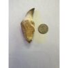 Mosasaurus tooth with jaw section Prehistoric Online