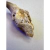 Mosasaurus tooth with jaw section Prehistoric Online