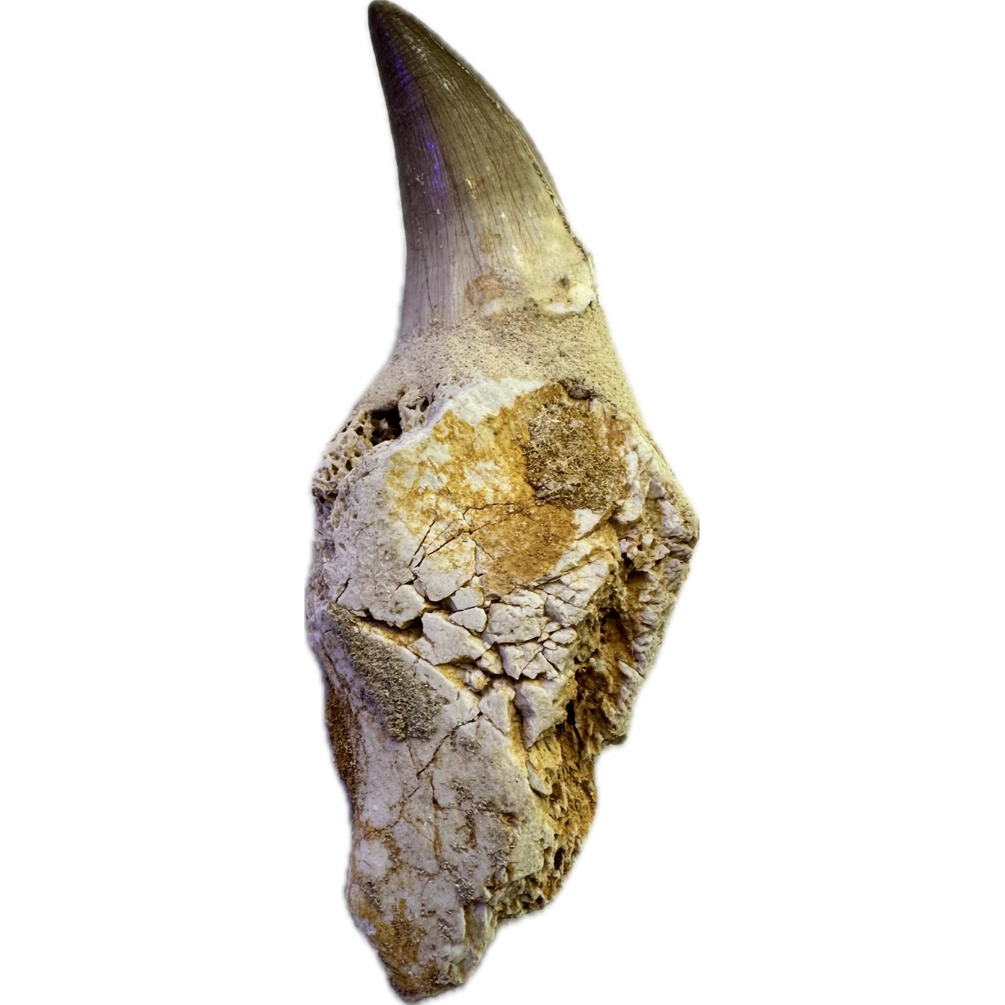 Mosasaurus tooth with jaw section Prehistoric Online