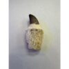 Mosasaurus tooth with well defined bone marrow Prehistoric Online