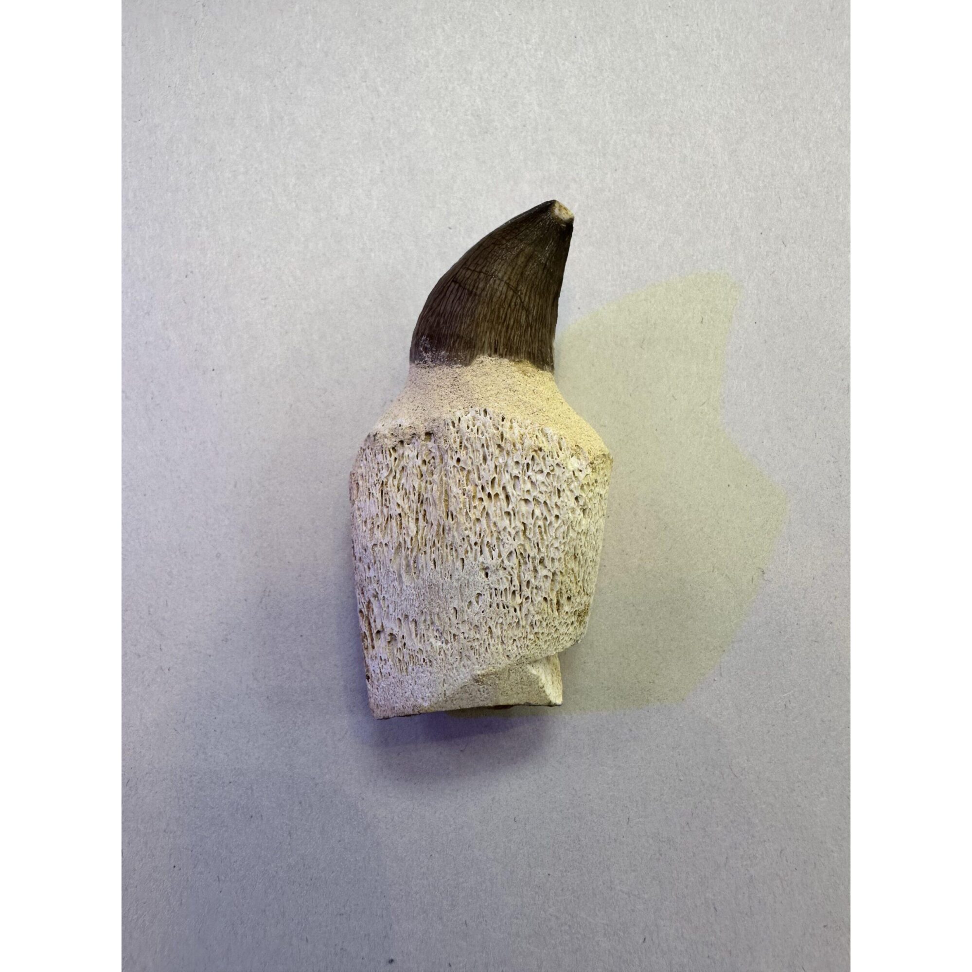 Mosasaurus tooth with well defined bone marrow Prehistoric Online