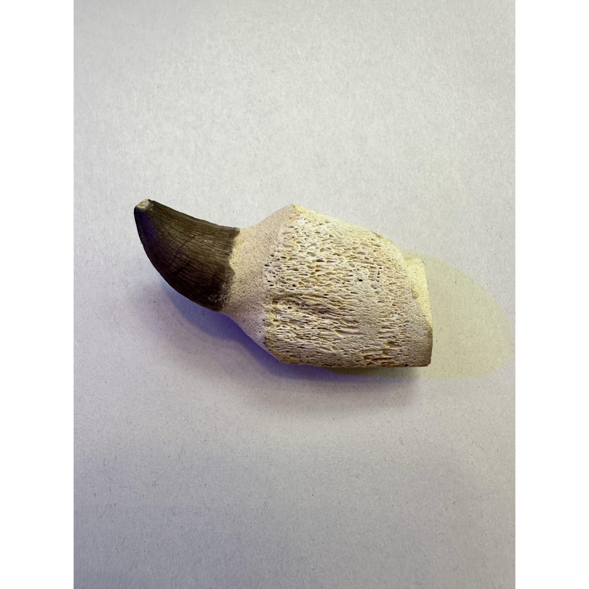 Mosasaurus tooth with well defined bone marrow Prehistoric Online