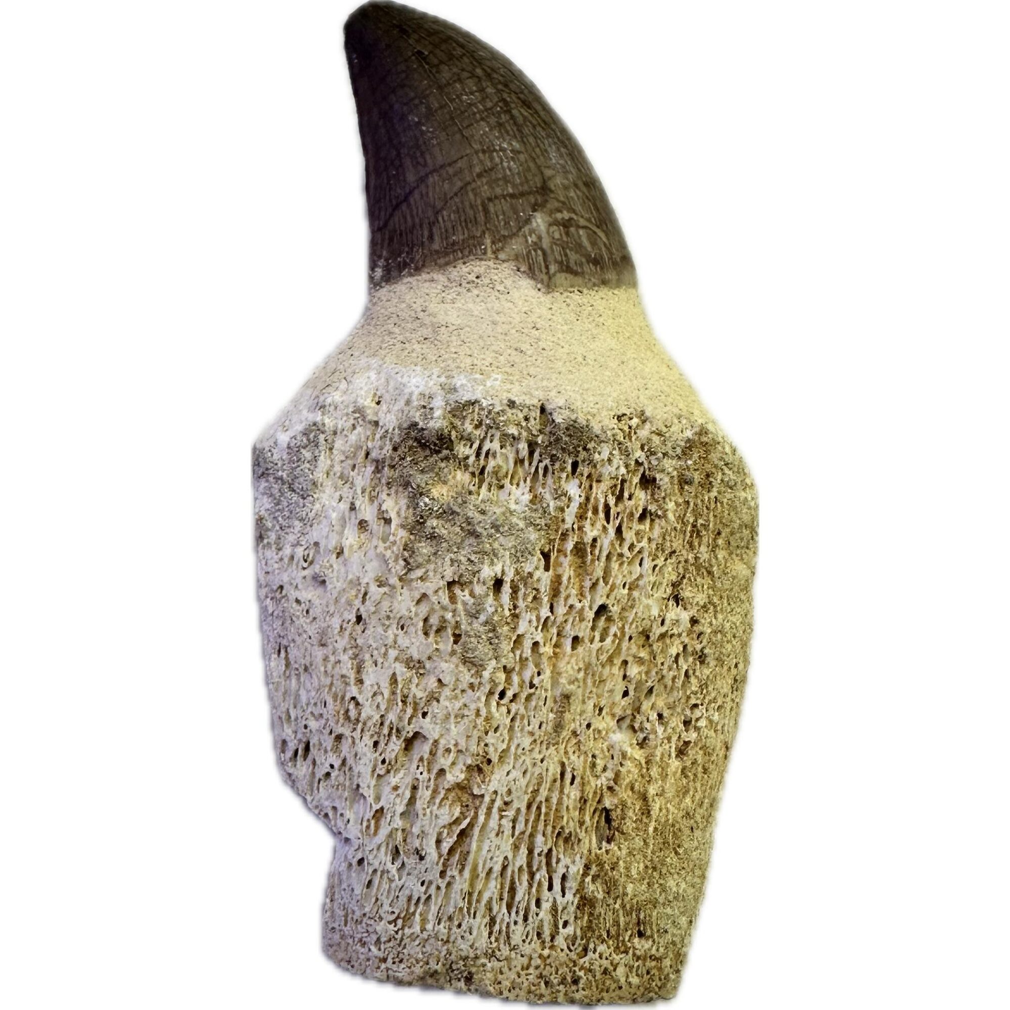 Mosasaurus tooth with well defined bone marrow Prehistoric Online