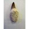 Mosasaurus tooth, 3 inches long Prehistoric Online