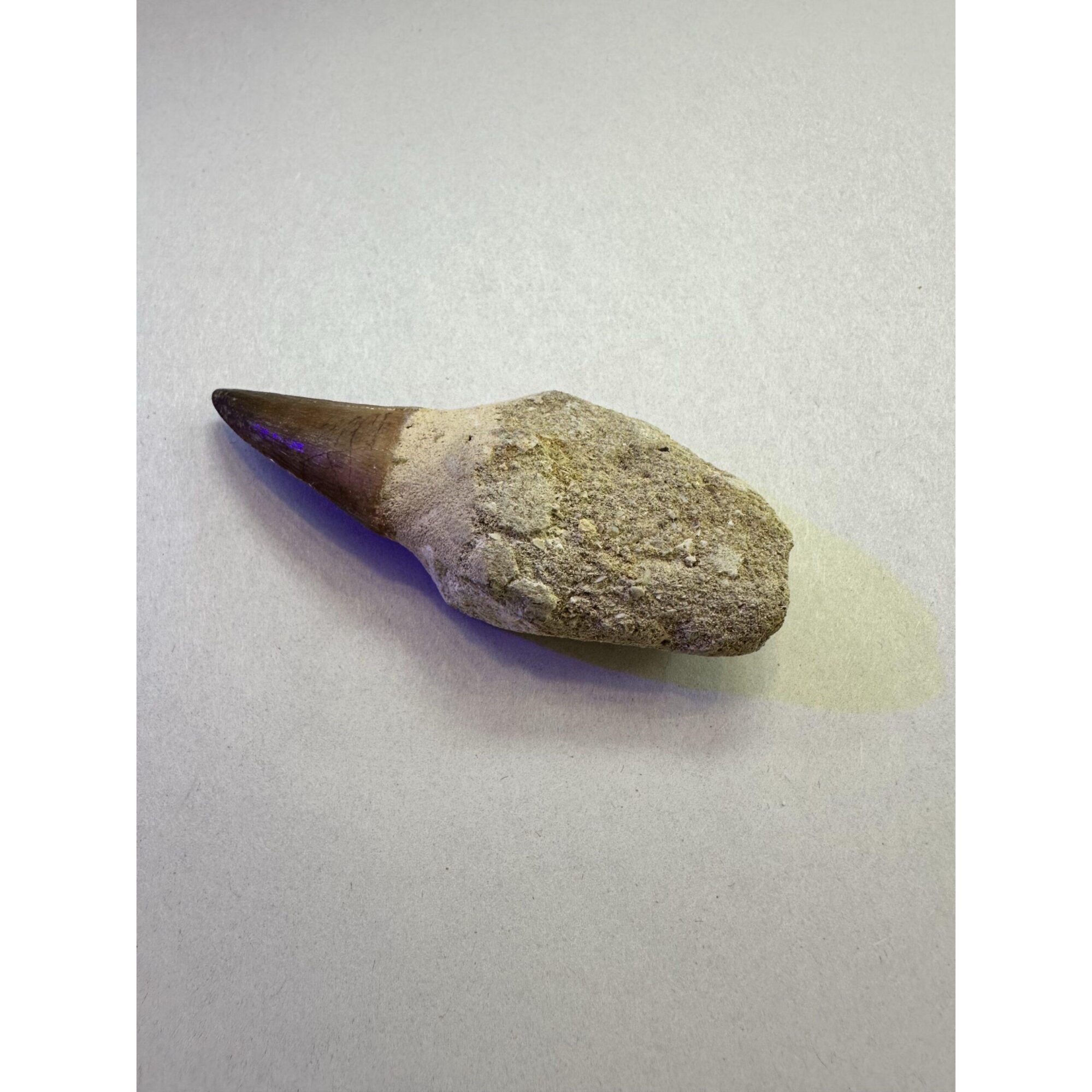 Mosasaurus tooth, 3 inches long Prehistoric Online