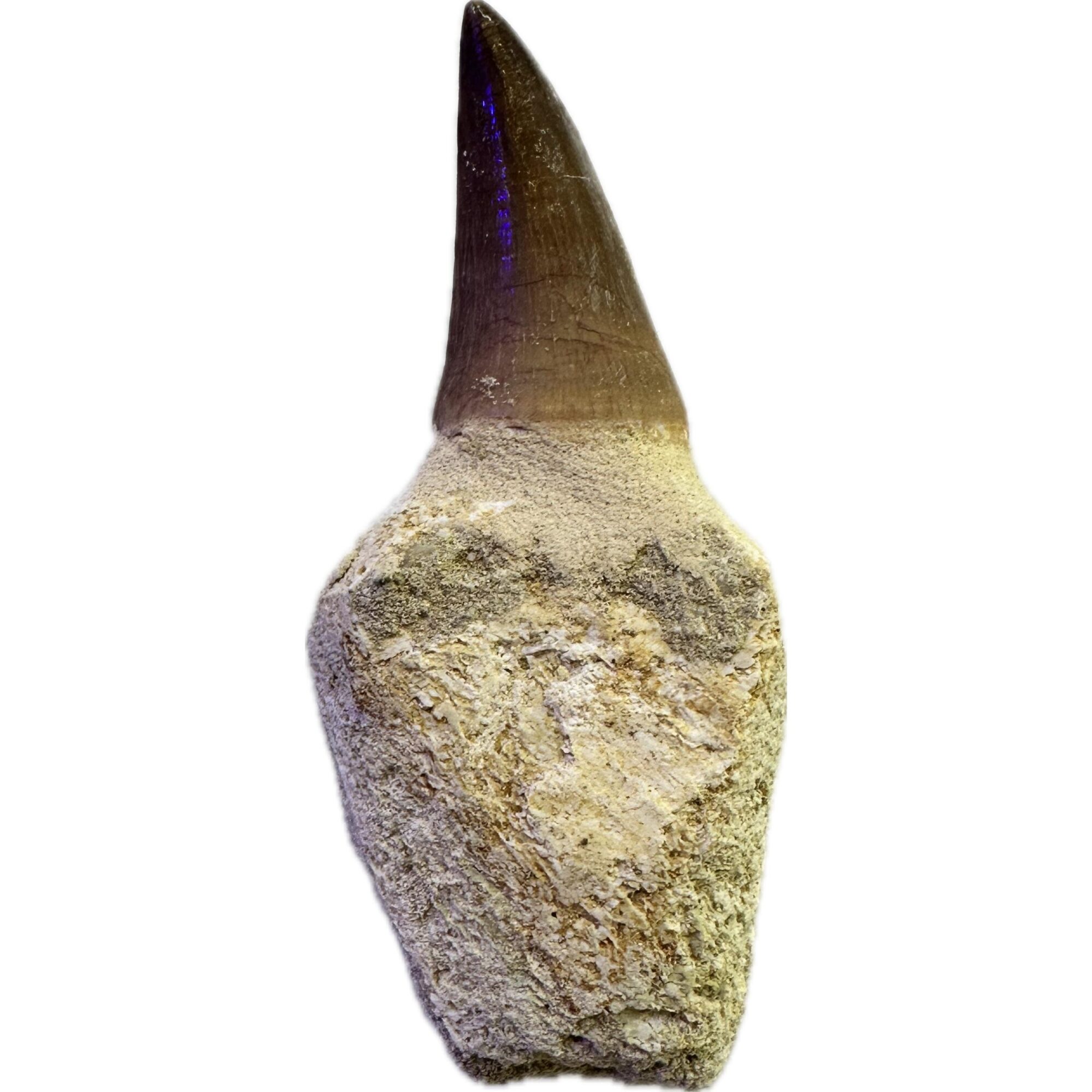 Mosasaurus tooth, 3 inches long Prehistoric Online