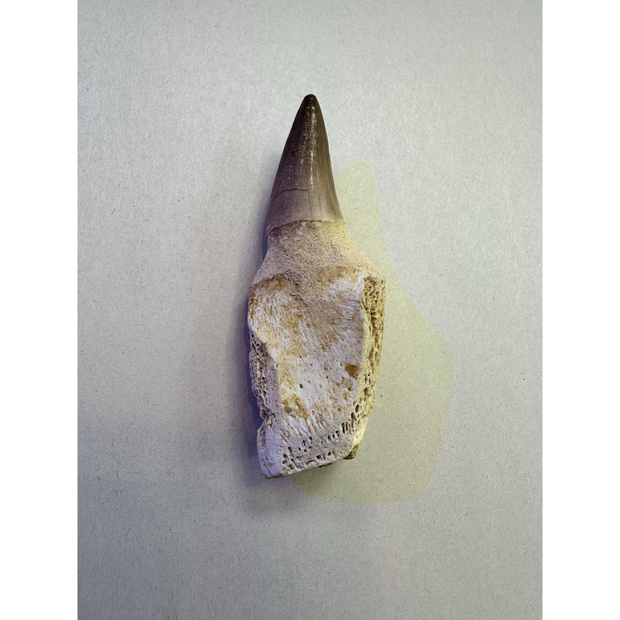 Mosasaurus tooth with root, Morocco Prehistoric Online