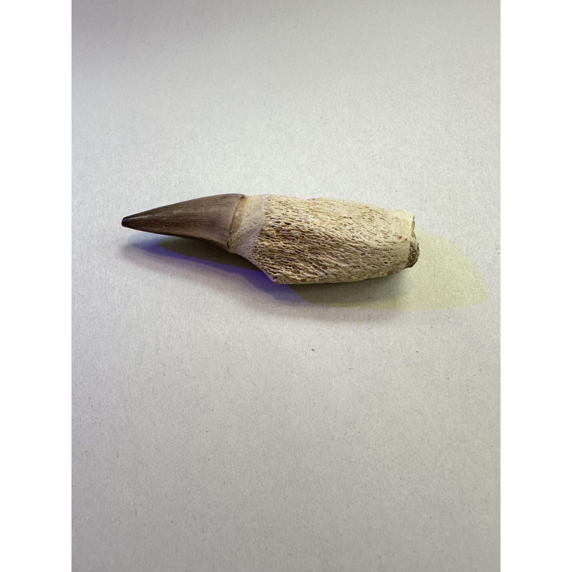 Mosasaurus tooth with root, Morocco Prehistoric Online