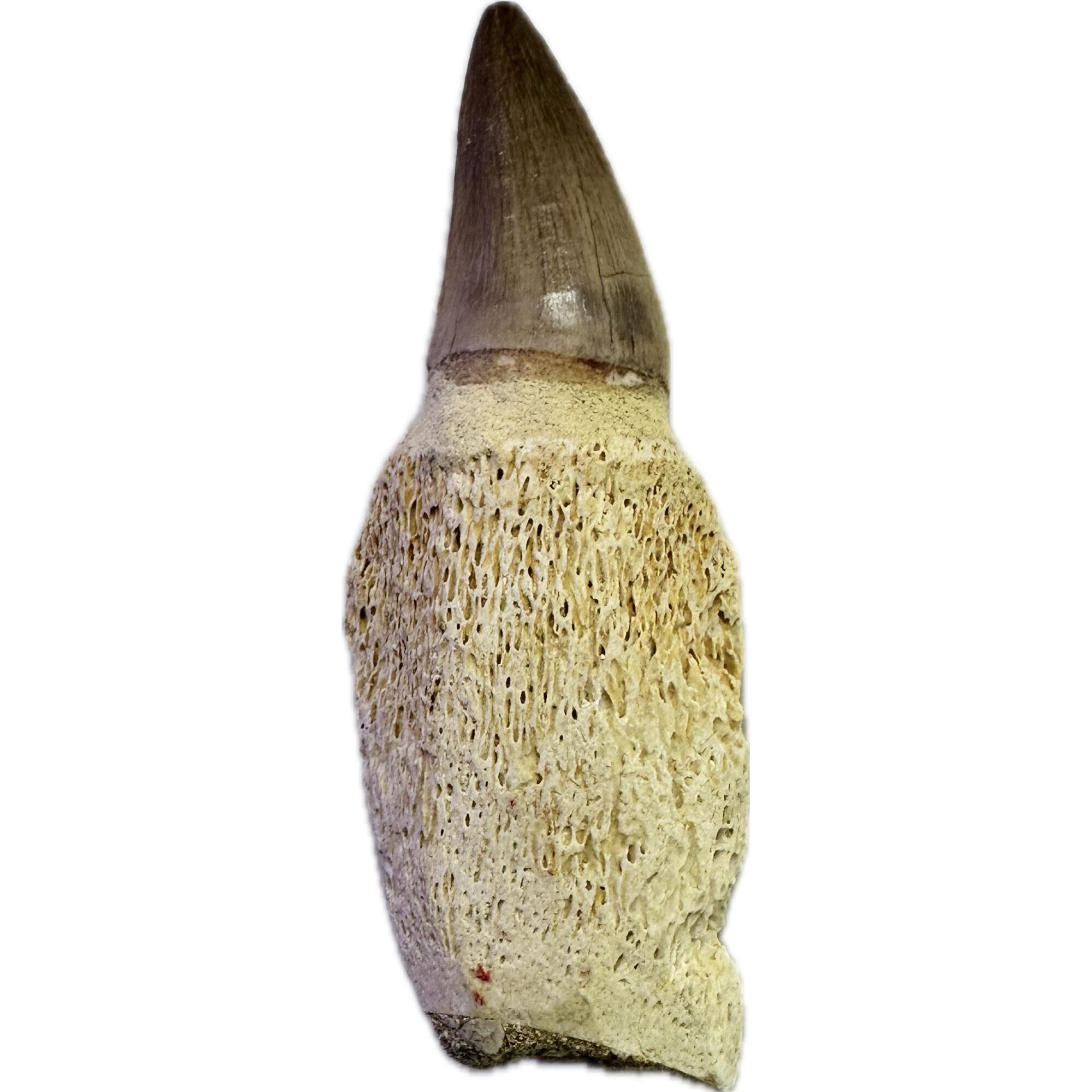 Mosasaurus tooth with root, Morocco Prehistoric Online