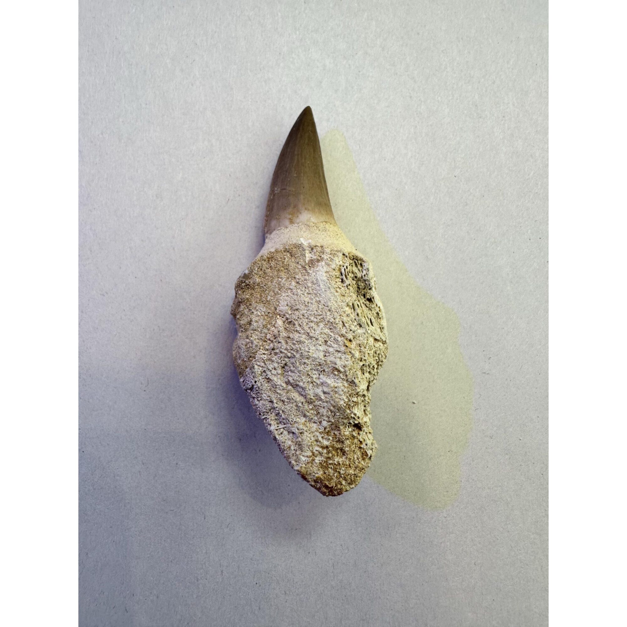 Mosasaurus tooth, Beautiful 3 inches long Prehistoric Online