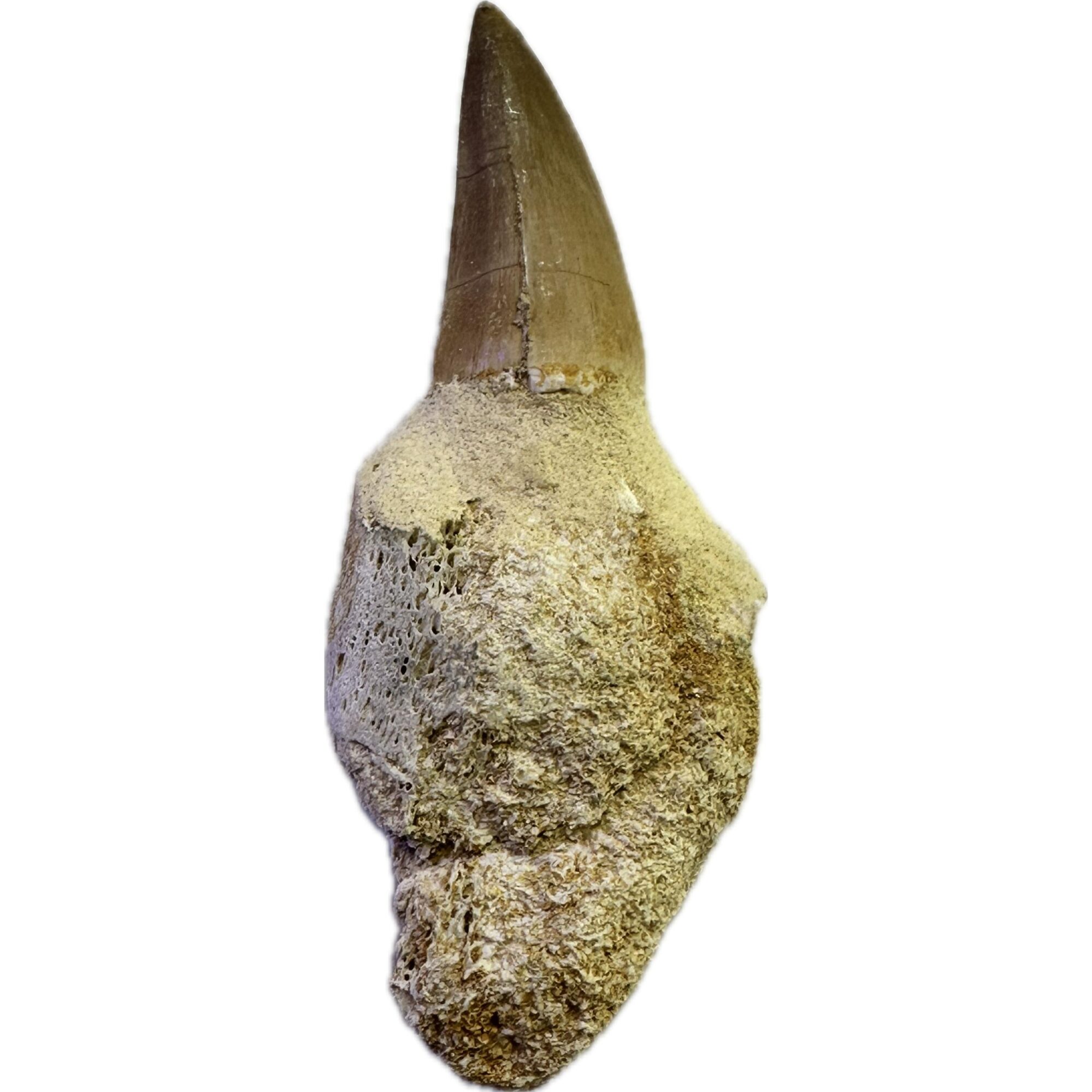 Mosasaurus tooth, Beautiful 3 inches long Prehistoric Online