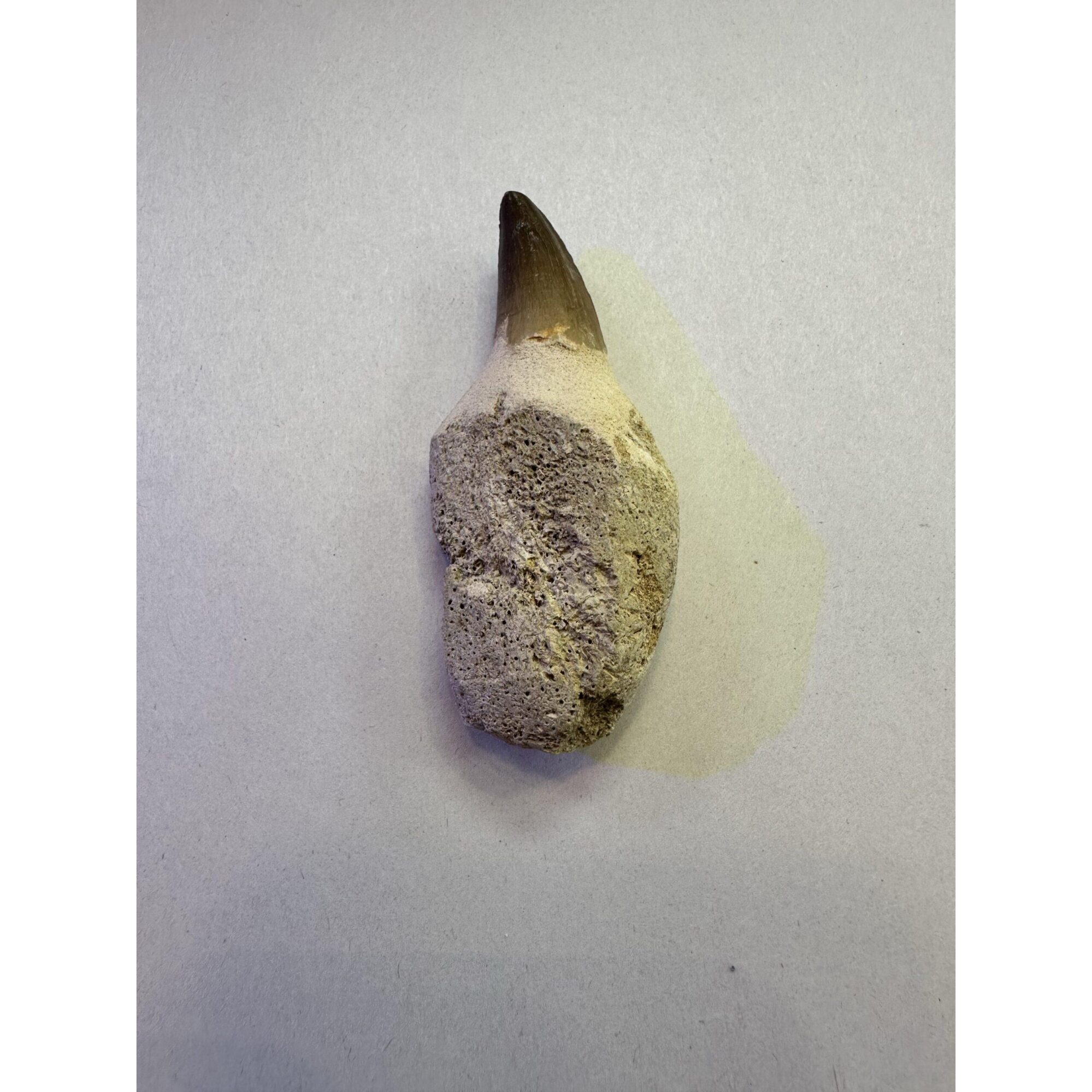 Mosasaurus tooth, 3 1/2 inches Prehistoric Online