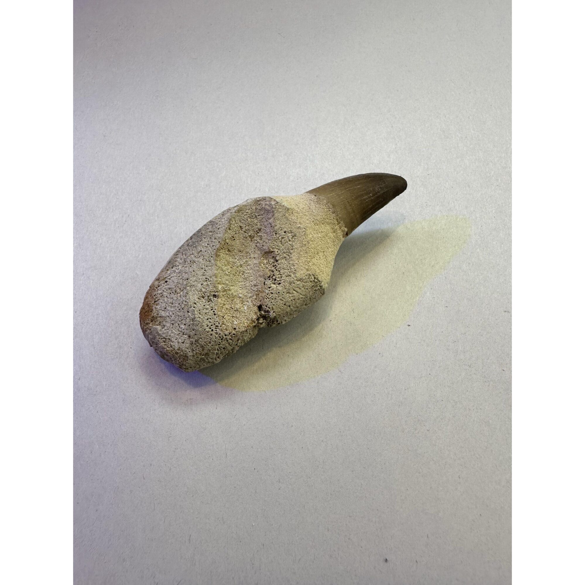 Mosasaurus tooth, 3 1/2 inches Prehistoric Online