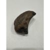 Mammoth Manus Lateral Sesamoid Prehistoric Online