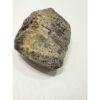 Mammoth Caudal Vertebra, Florida Prehistoric Online