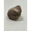 Mastodon bone, ice age fossil Prehistoric Online