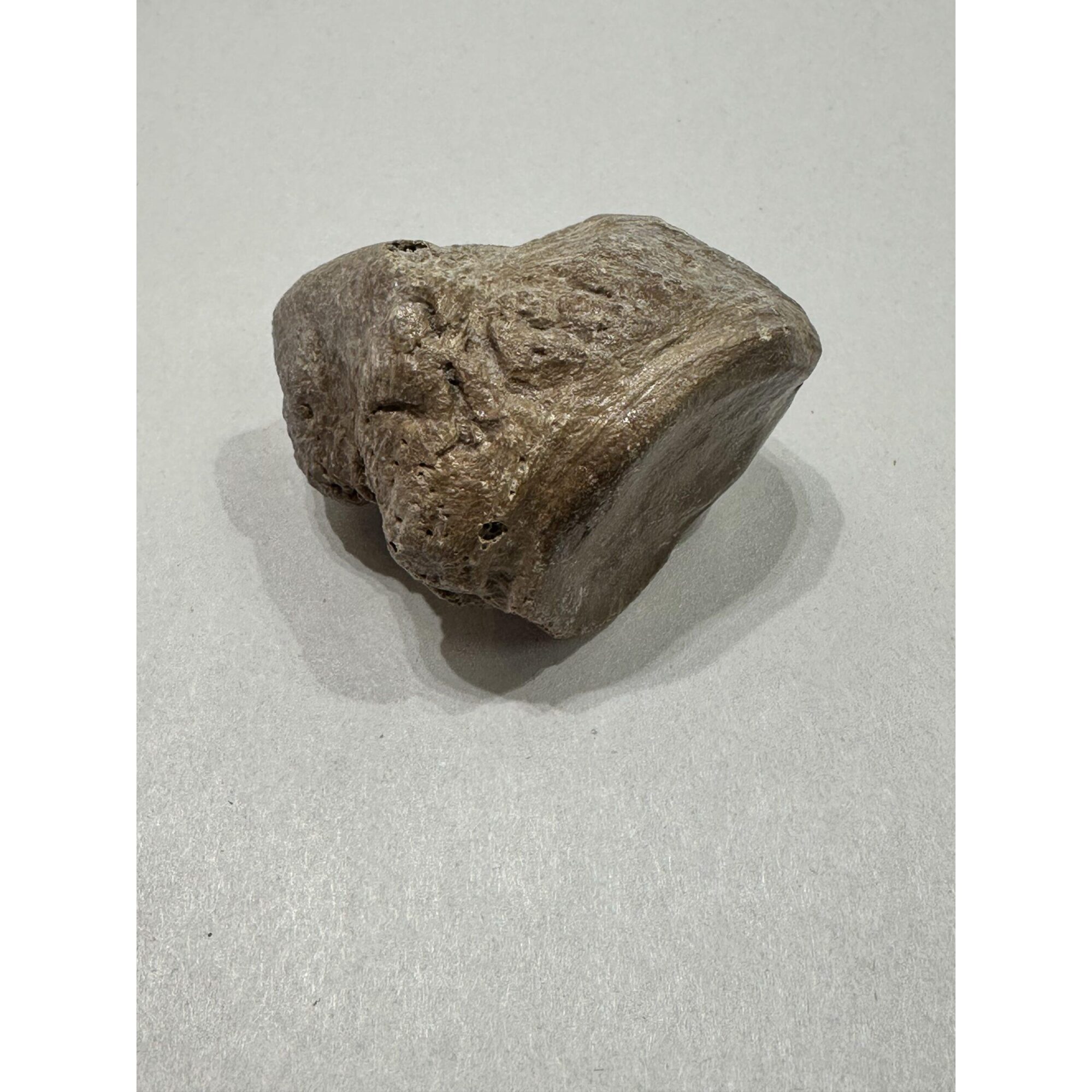 Mastodon bone, ice age fossil Prehistoric Online