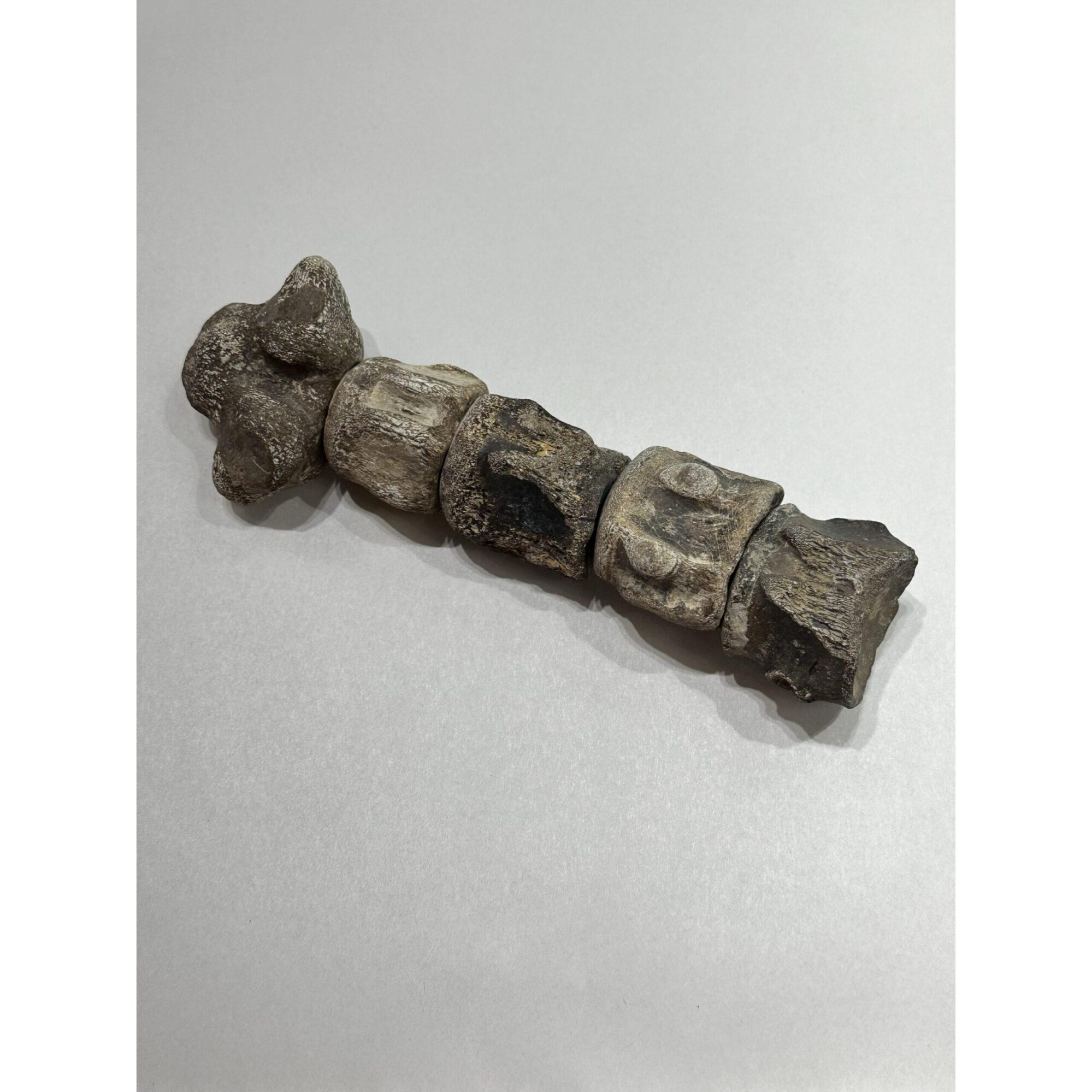 Mosasaurus vertebra column Prehistoric Online