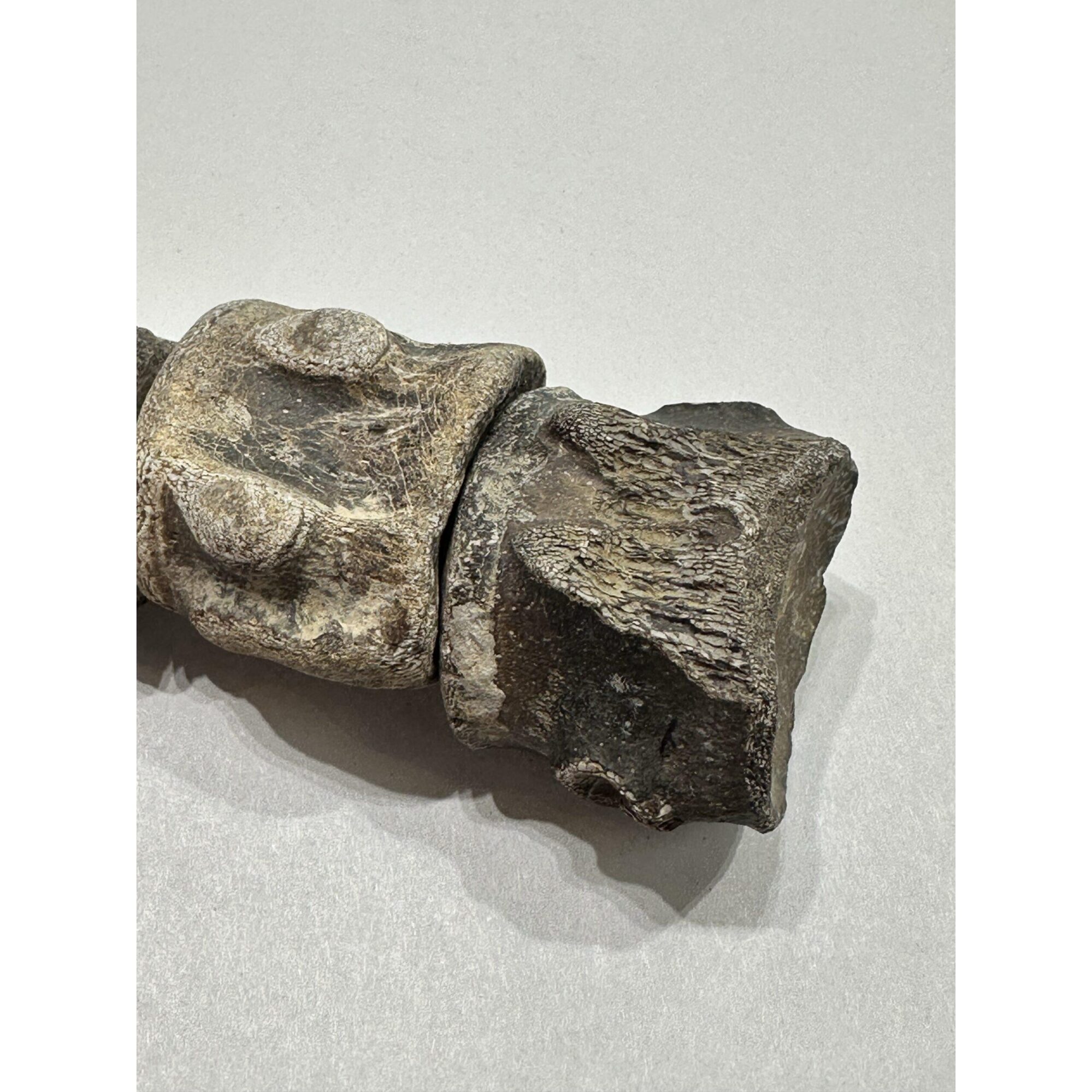 Mosasaurus vertebra column Prehistoric Online