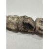 Mosasaurus vertebra column Prehistoric Online