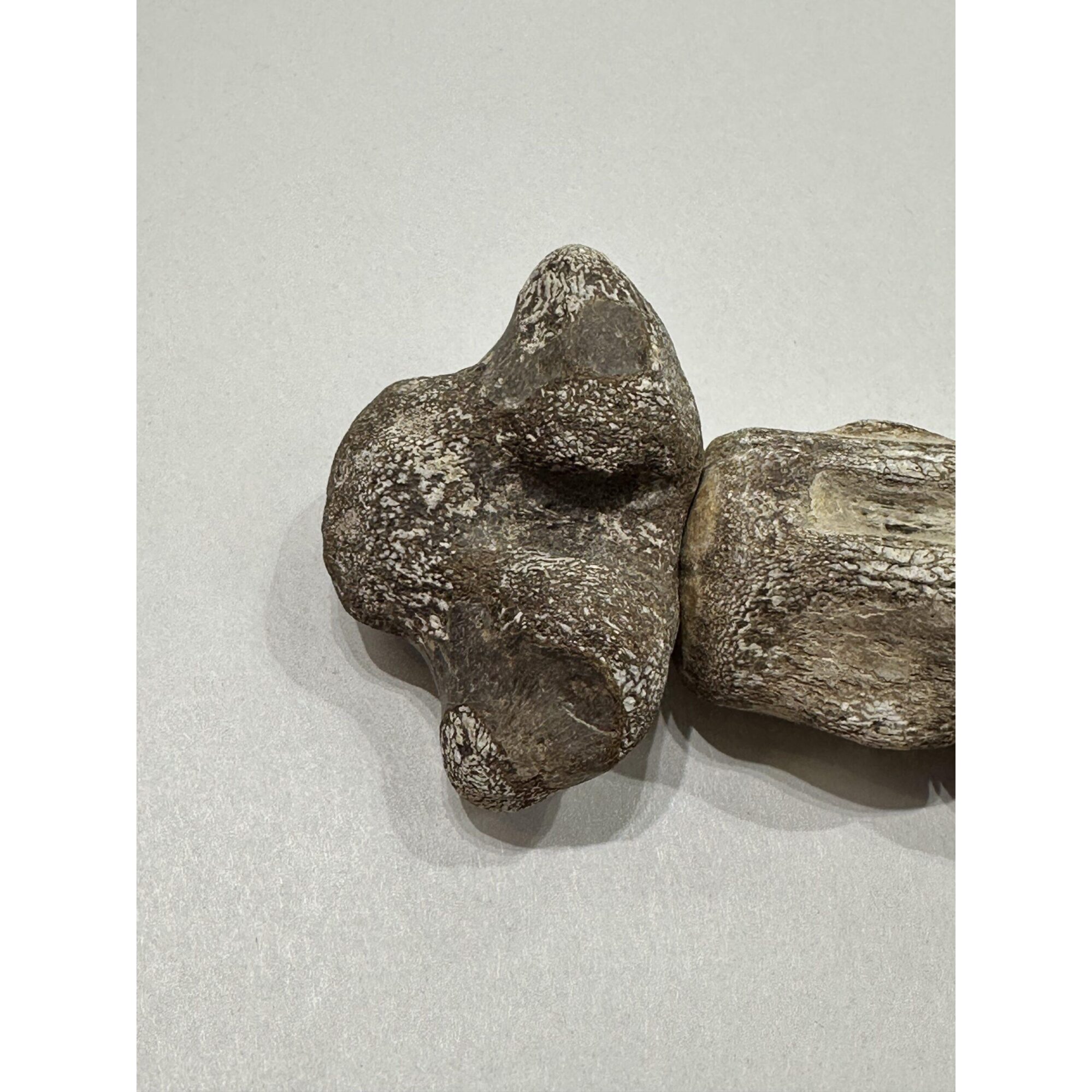 Mosasaurus vertebra column Prehistoric Online