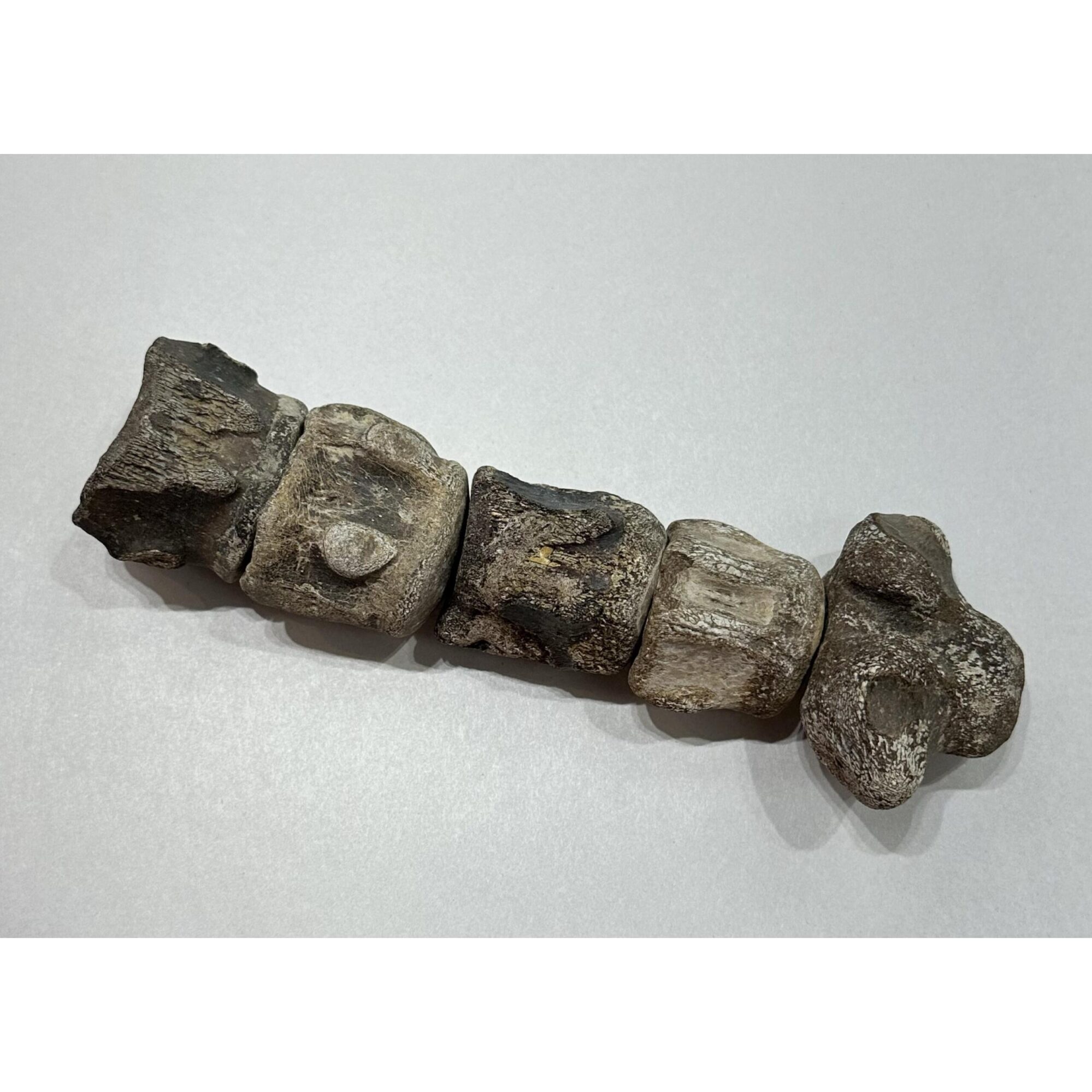 Mosasaurus vertebra column Prehistoric Online