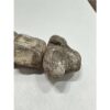 Mosasaurus vertebra column Prehistoric Online