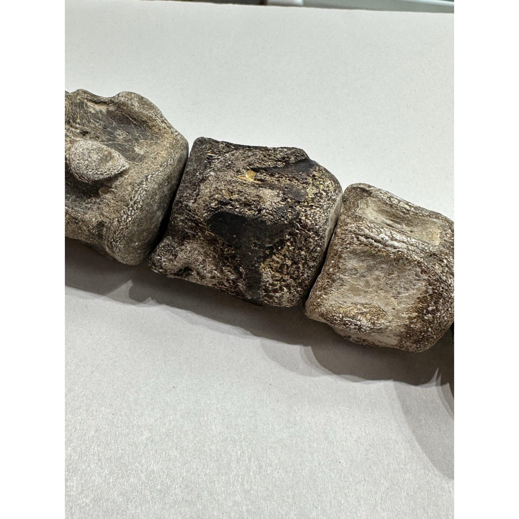 Mosasaurus vertebra column Prehistoric Online