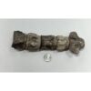 Mosasaurus vertebra column Prehistoric Online