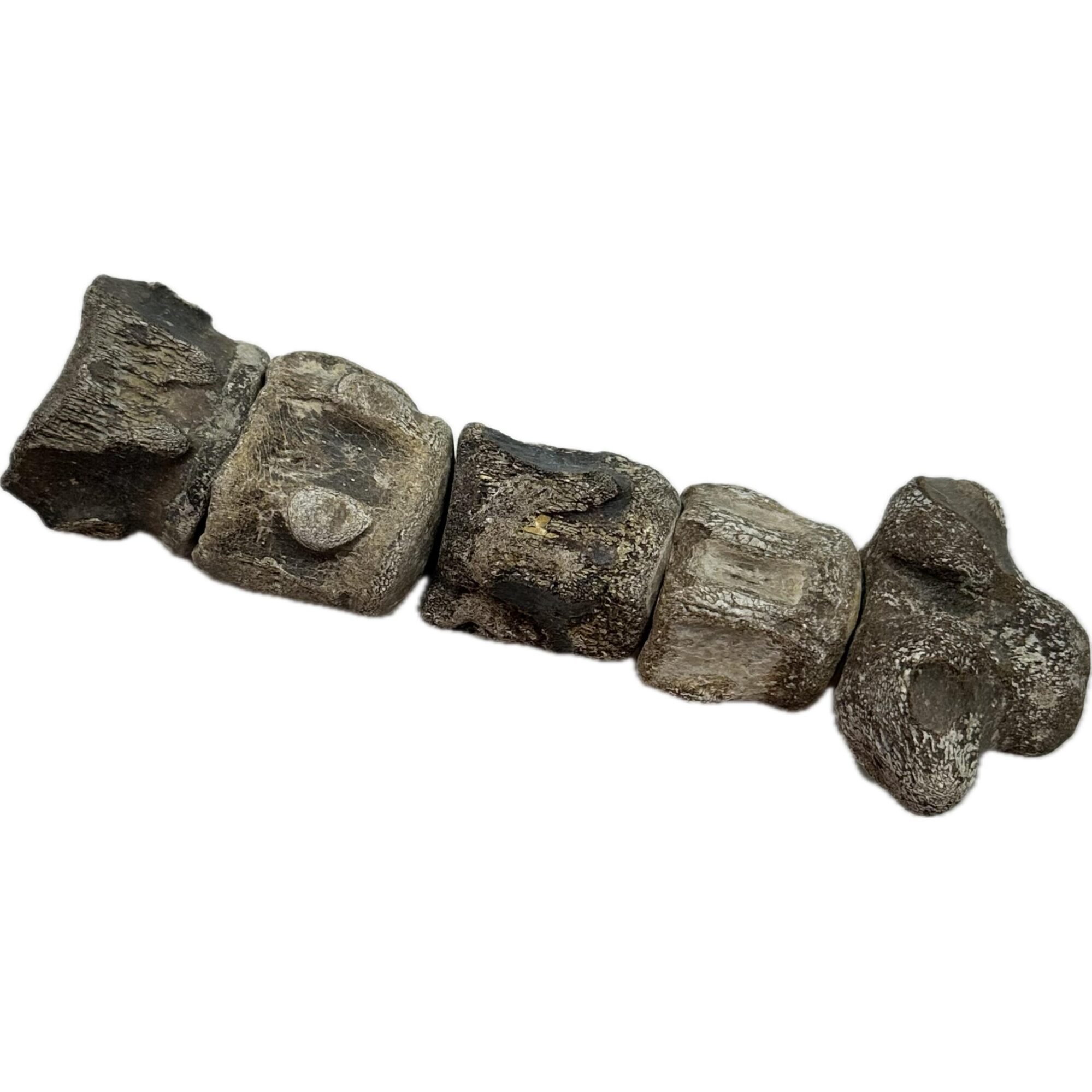 Mosasaurus vertebra column Prehistoric Online