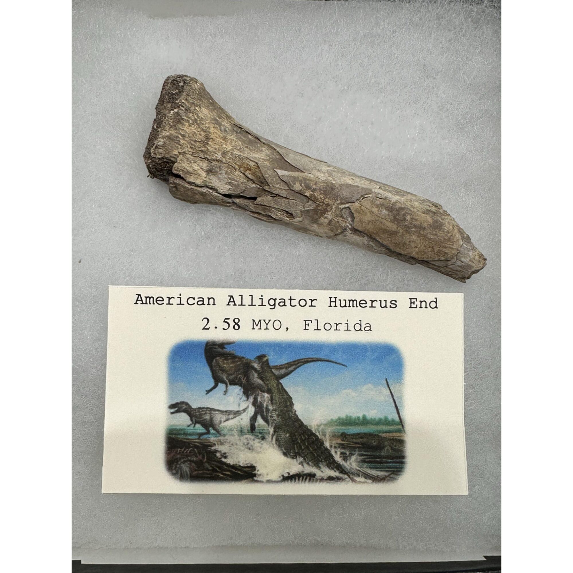 Alligator fossil Humerus bone, Florida Prehistoric Online