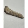 Alligator fossil Humerus bone, Florida Prehistoric Online