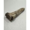 Alligator fossil Humerus bone, Florida Prehistoric Online