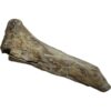 Alligator fossil Humerus bone, Florida Prehistoric Online