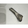 Alligator fossil Tibia bone, Florida Prehistoric Online