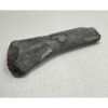 Alligator fossil Tibia bone, Florida Prehistoric Online