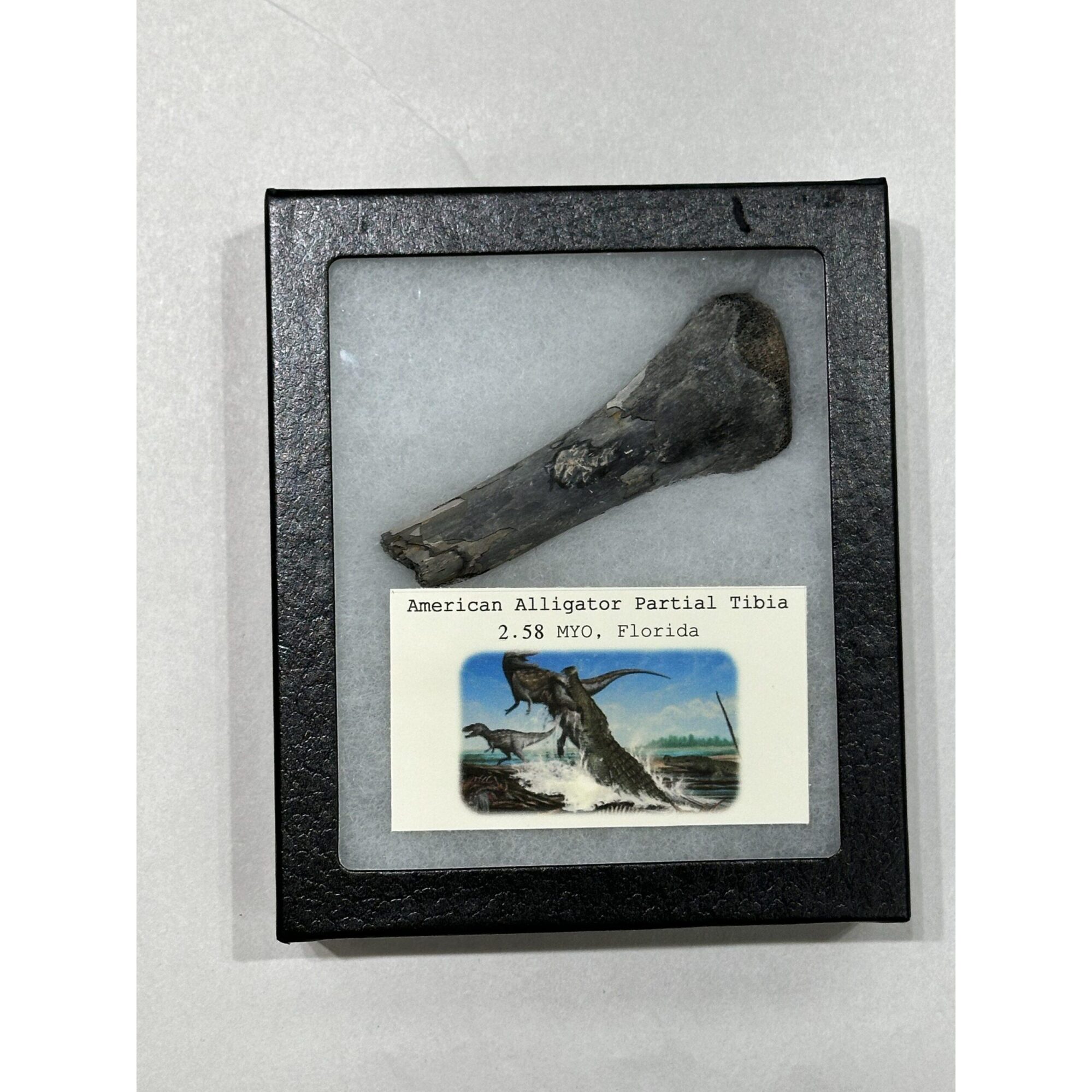 Alligator fossil Tibia bone, Florida Prehistoric Online