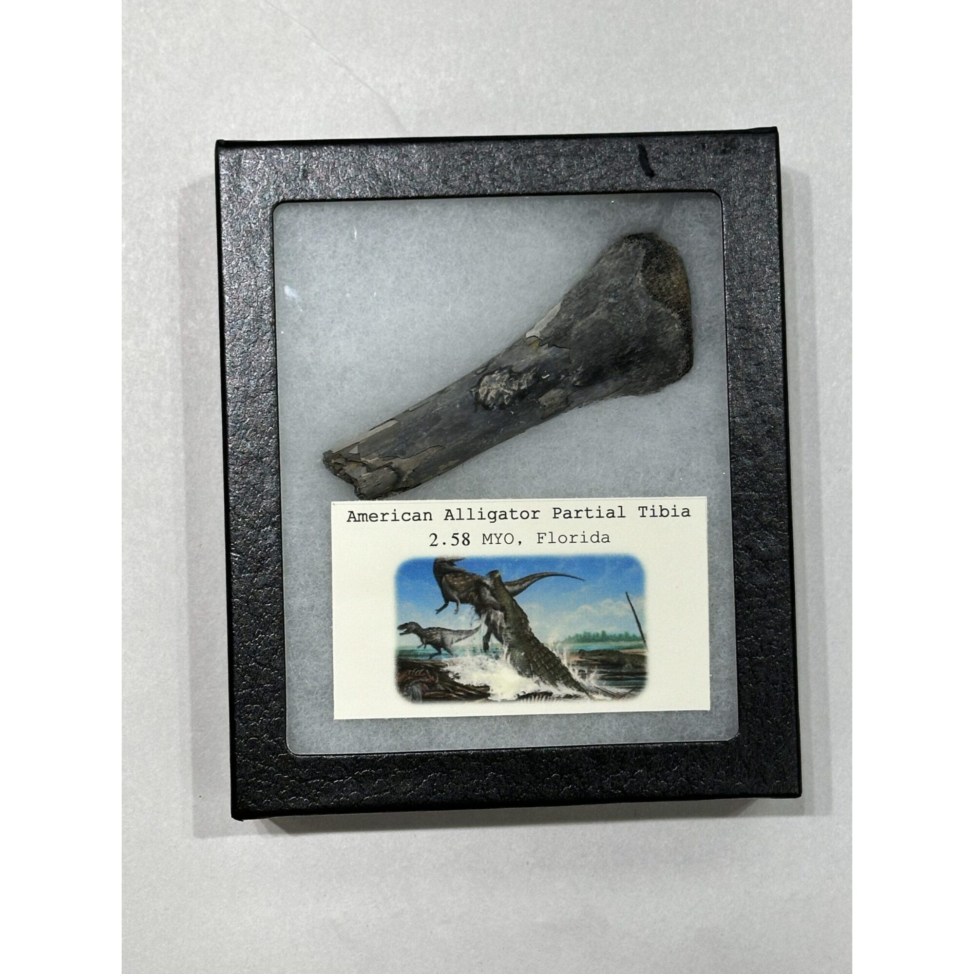 Alligator fossil Tibia bone, Florida Prehistoric Online