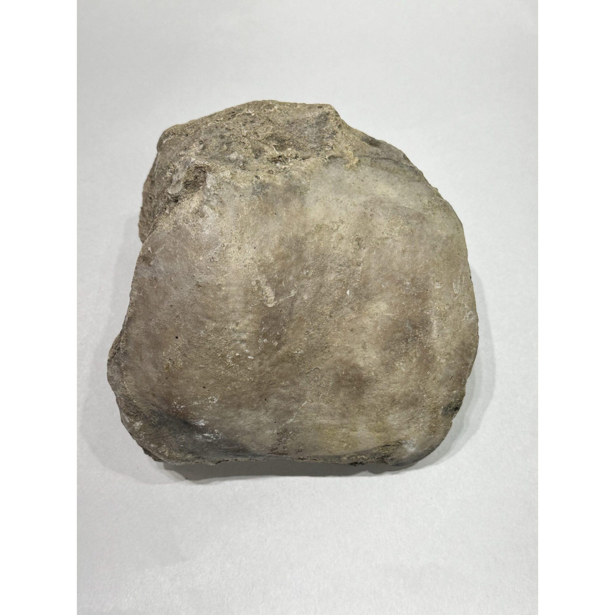 Mammoth Astragalus bone, Florida Prehistoric Online