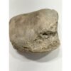 Mammoth Astragalus bone, Florida Prehistoric Online