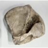 Mammoth Astragalus bone, Florida Prehistoric Online