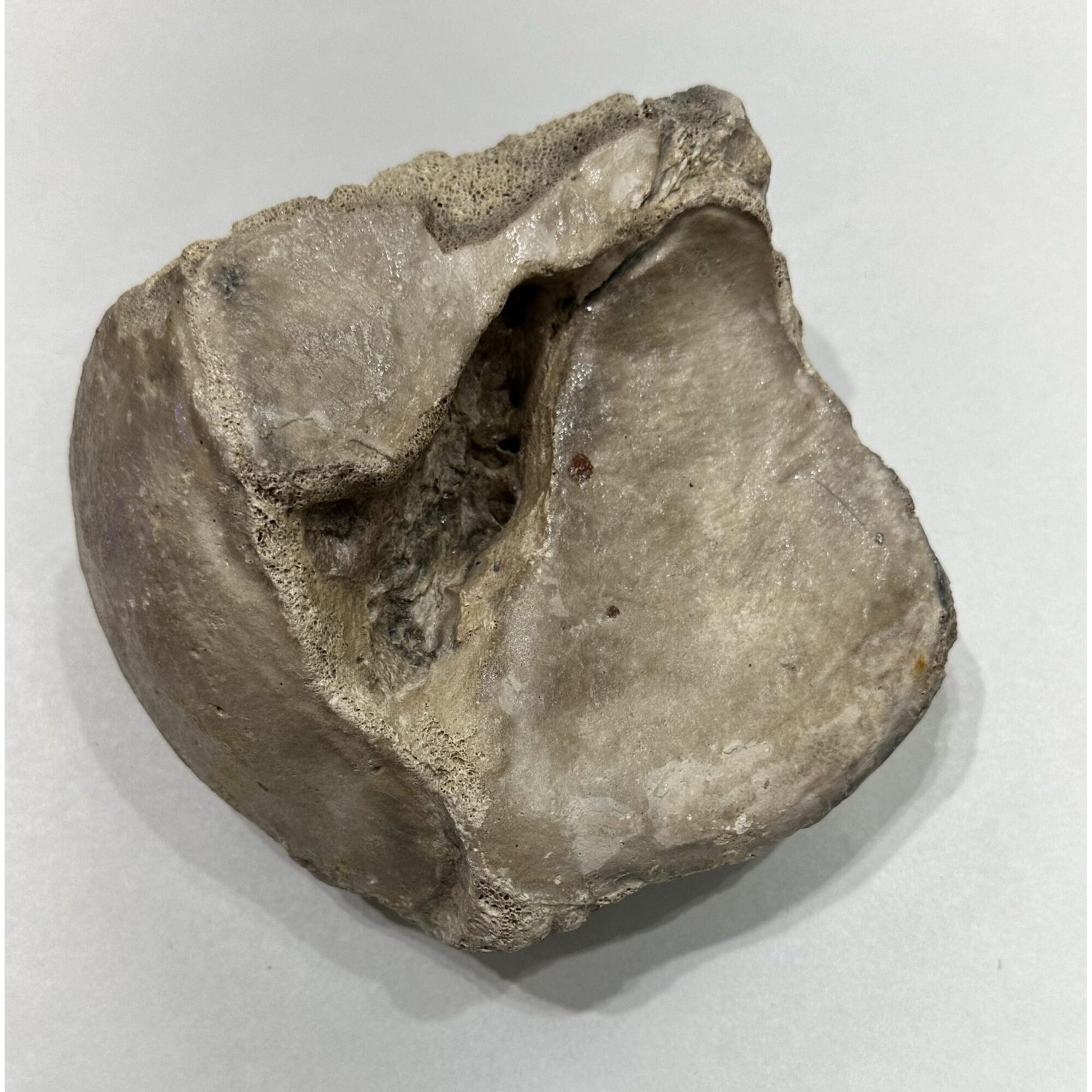 Mammoth Astragalus bone, Florida Prehistoric Online