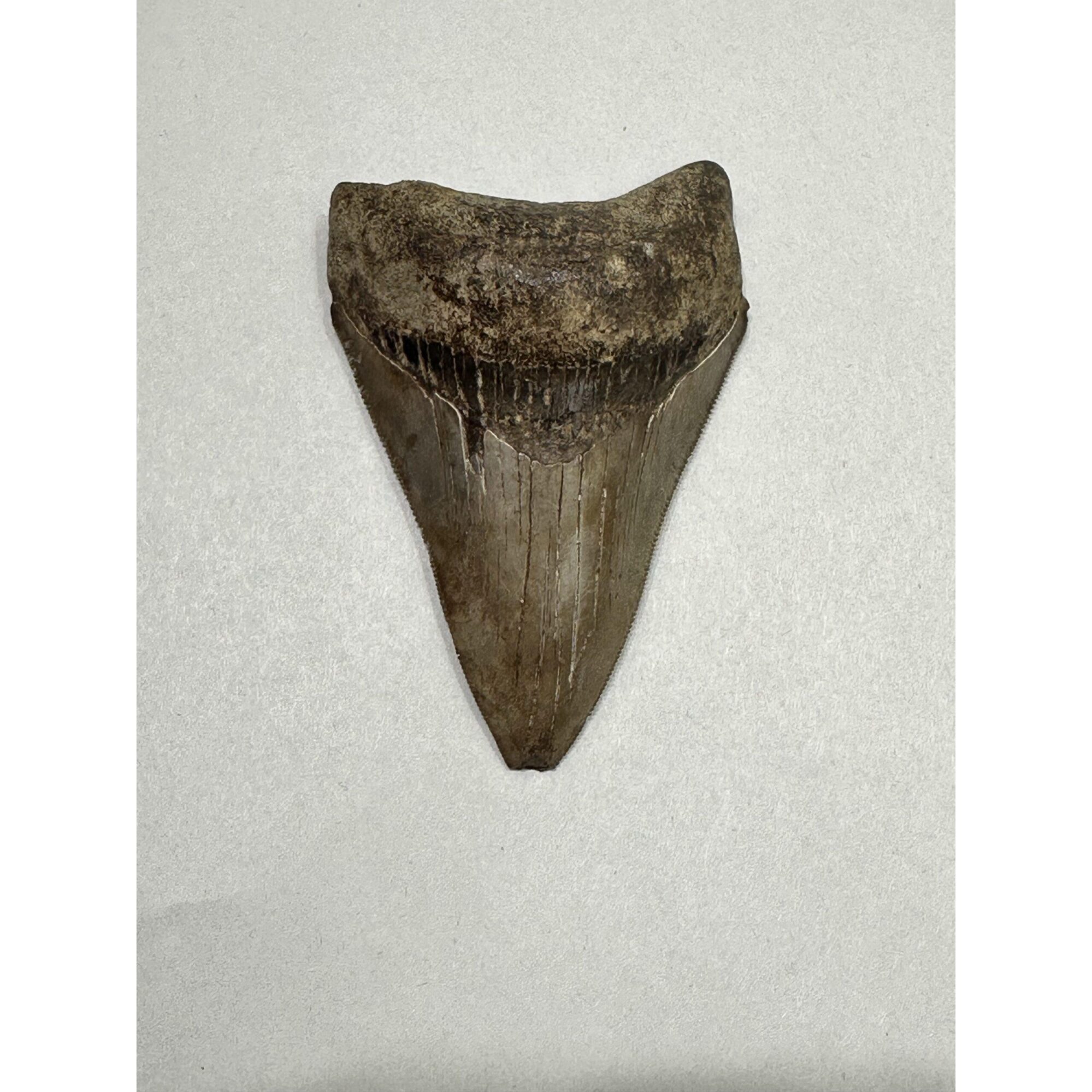 Megalodon Shark Tooth, S. Georgia 3.75″ Prehistoric Online