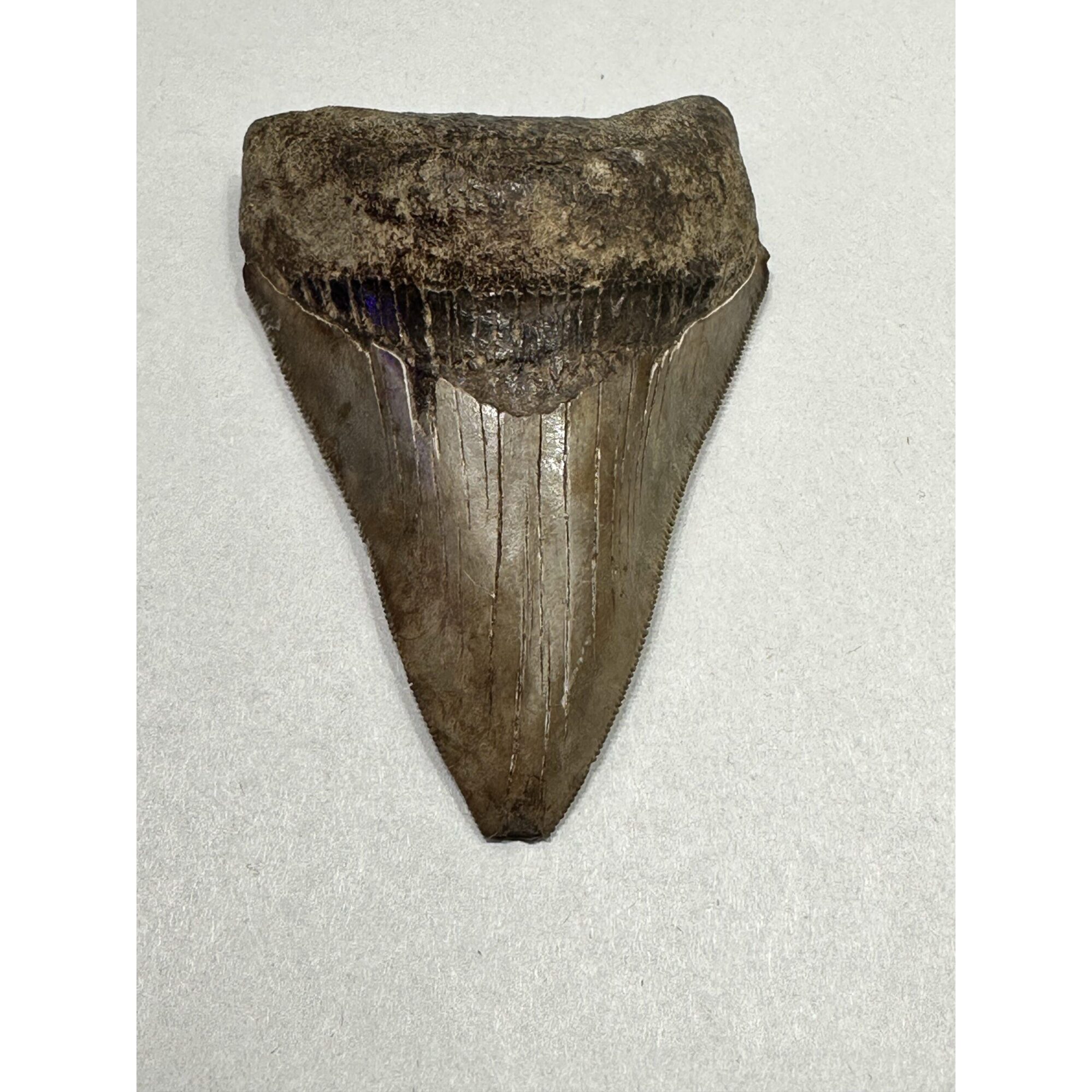 Megalodon Shark Tooth, S. Georgia 3.75″ Prehistoric Online