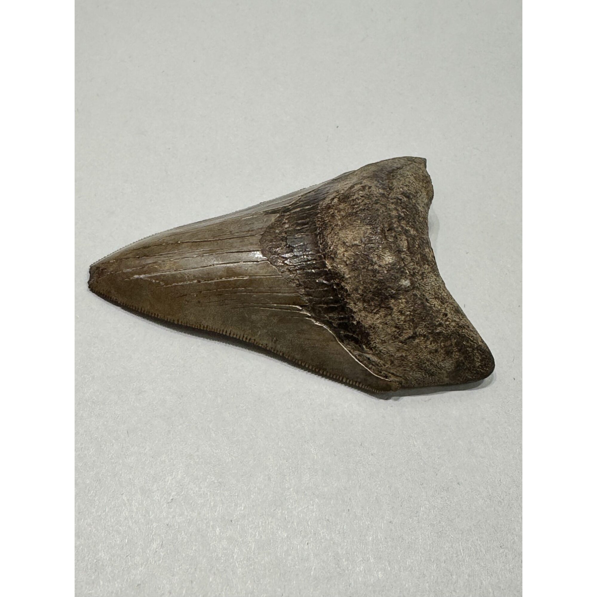 Megalodon Shark Tooth, S. Georgia 3.75″ Prehistoric Online